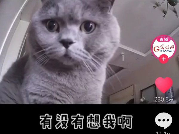 疫情當前，安防監(jiān)控攝像頭下的“寵物”讓人淚目